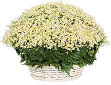 Цветочная композиция из Ромашки в корзине #REPLACE_PRED# Поселок санатория имени Герцена